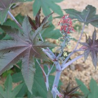 Ricinus